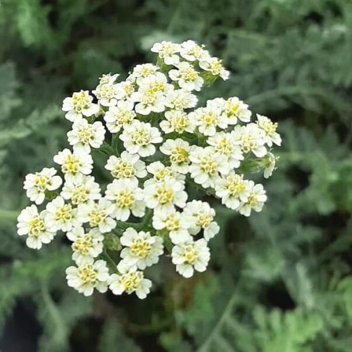 Achillea millefolium 'Alabaster'