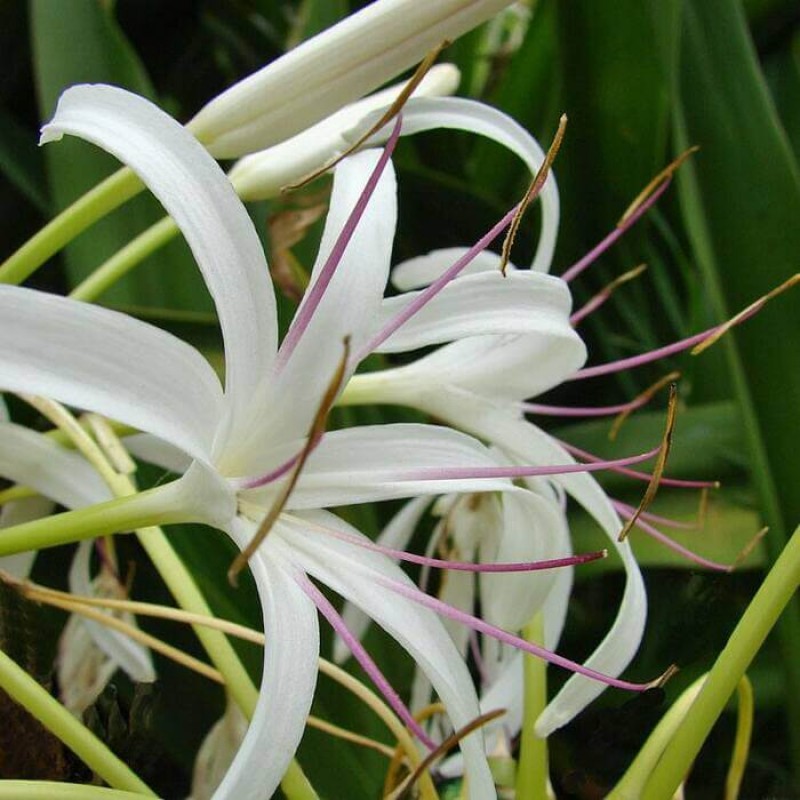 Crinum amoenum