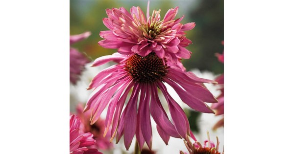 Echinacea purpurea 'Double Decker'