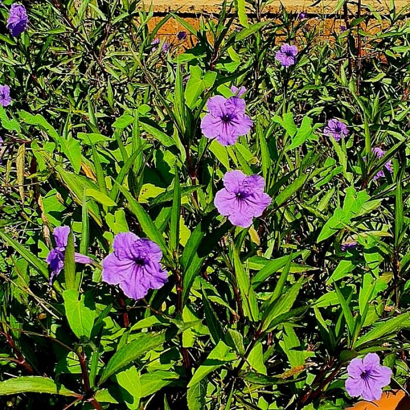 Ruellia brittoniana