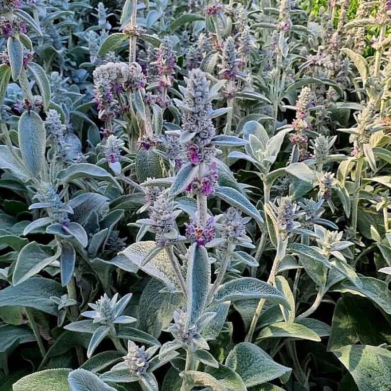 Stachys byzantina