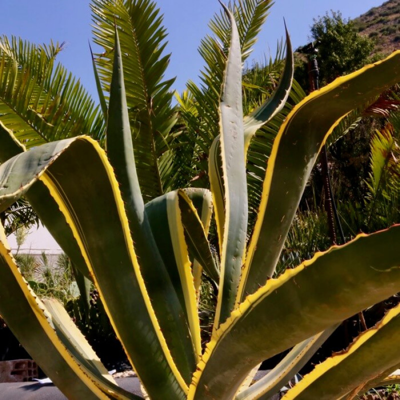 Furcraea selloa 'Variegata'