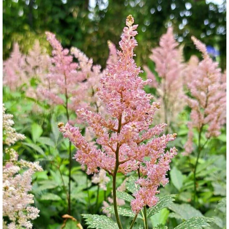 Astilbe 'Europa'