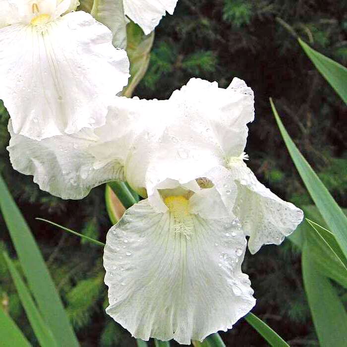 Iris 'Immortality'