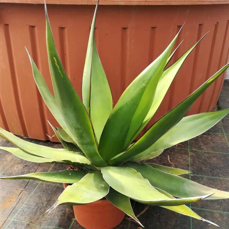 Agave chazaroi