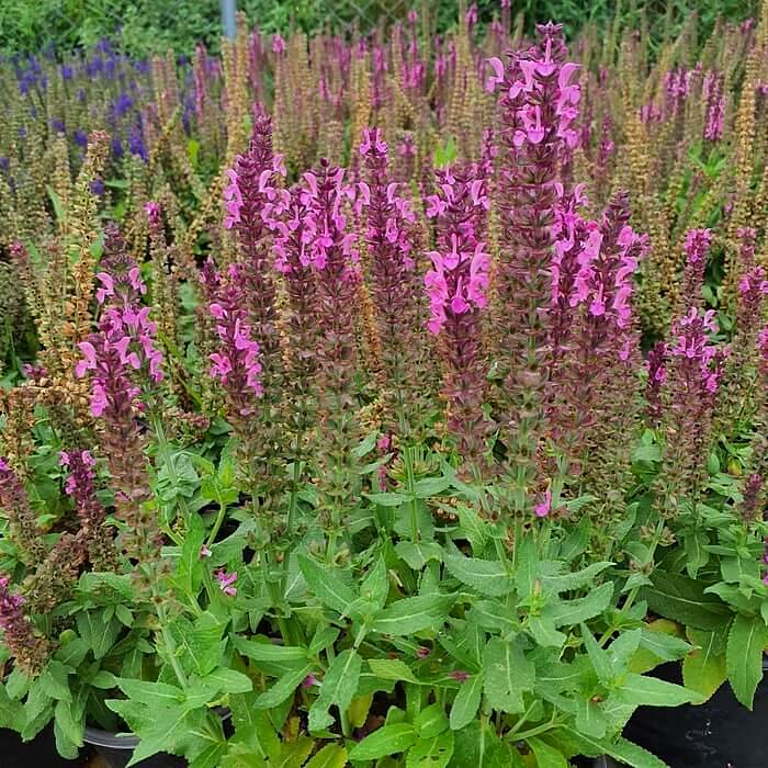 5x Salvia Nemorosa 'Sensation Pink' - Rosa Steppensalbei Winterhart Im 1L Topf