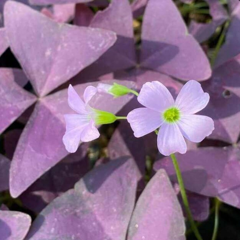 Oxalis