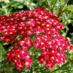 Achillea millefolium 'Red Beauty' Achillea millefolium 'Red Beauty'
