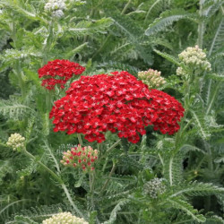 Achillea millefolium 'Red Velvet' Achillea millefolium 'Red Velvet'