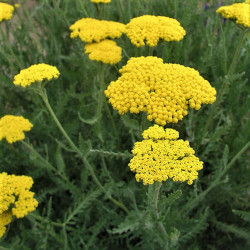 Achillea 'Coronation Gold' Achillea 'Coronation Gold'