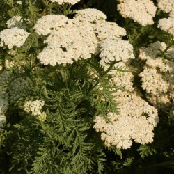 Achillea millefolium 'Desert Eve Cream' Achillea millefolium 'Desert Eve Cream'