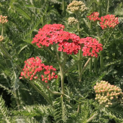 Achillea millefolium 'Lansdorferglut' Achillea millefolium 'Lansdorferglut'
