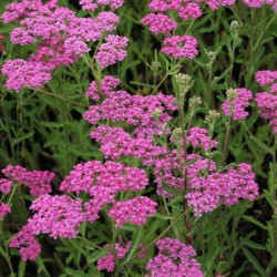 Achillea millefolium 'Lilac Beauty' Achillea millefolium 'Lilac Beauty'