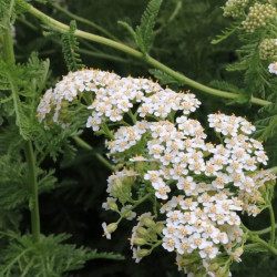 Achillea millefolium 'White Beauty' Achillea millefolium 'White Beauty'