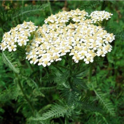 Achillea crithmifolia Achillea crithmifolia