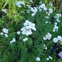 Achillea ptarmica Achillea ptarmica