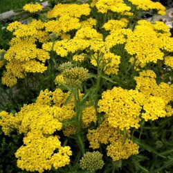 Achillea tomentosa Achillea tomentosa