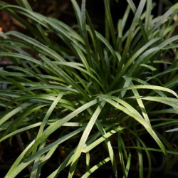 Agapanthus 'Peter Pan'