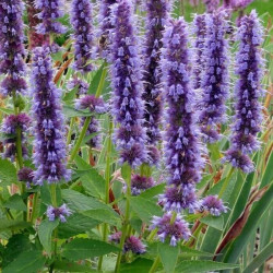 Agastache 'Black Adder'