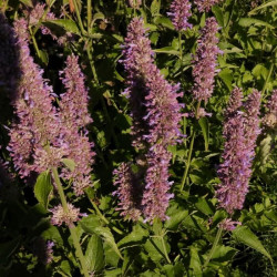 Agastache 'Blue Boa' 