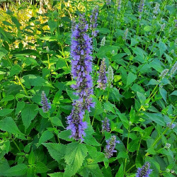 Agastache 'Blue Fortune'