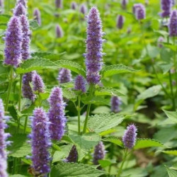 Agastache foeniculum