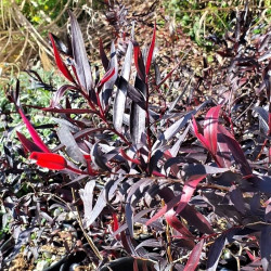 Agonis flexuosa 'Afterdark' Agonis flexuosa 'Afterdark'