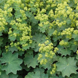 Alchemilla mollis 'Irish Silk' Alchemilla mollis 'Irish Silk'