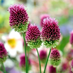 Allium sphaerocephalon Allium sphaerocephalon