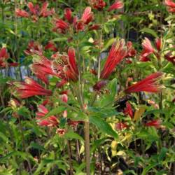 Alstroemeria psittacina