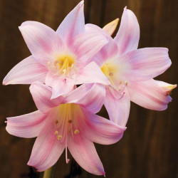 Amaryllis belladonna
