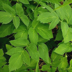 Angelica archangelica