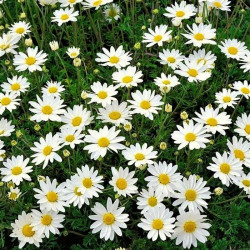Anthemis carpatica 'Kappartenschnee'