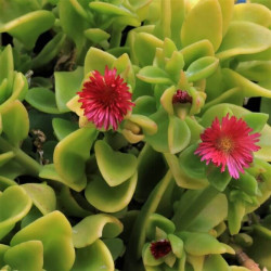 Aptenia cordifolia   Aptenia cordifolia