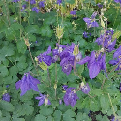 Aquilegia vulgaris 'Black Barlow'