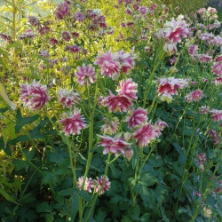Aquilegia vulgaris 'Ruby Port'