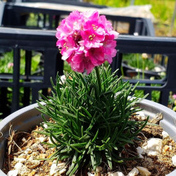 Armeria maritima