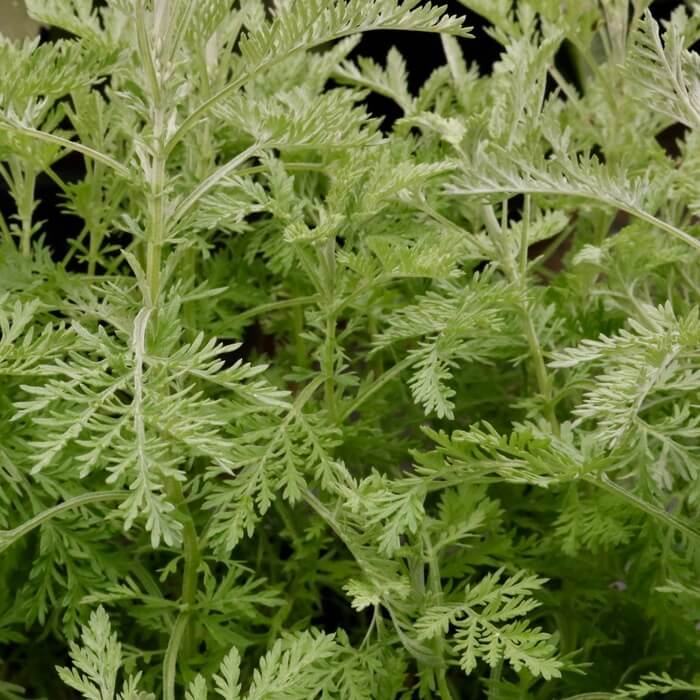 Artemisia pontica 'Apetlon'