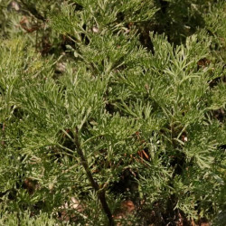 Artemisia abrotanum 'Coca Cola' Artemisia abrotanum 'Coca Cola'
