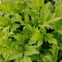 Artemisia lactiflora 'Elfenbein' Artemisia lactiflora 'Elfenbein'