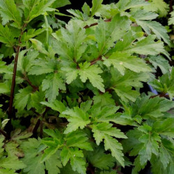 Artemisia lactiflora 'Guizhou' Artemisia lactiflora 'Guizhou'