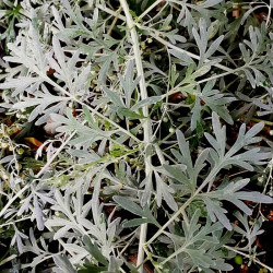 Artemisia absinthium 'Lambrook Silver' Artemisia absinthium 'Lambrook Silver'