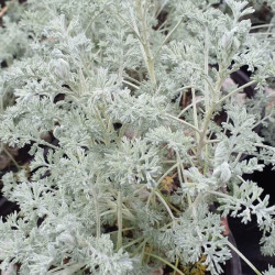 Artemisia abrotanum 'Little Mice' Artemisia abrotanum 'Little Mice'