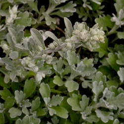 Artemisia stelleriana 'Mori's Strain' Artemisia stelleriana 'Mori's Strain'