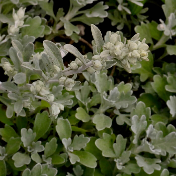 Artemisia stelleriana 'Mori's Strain'