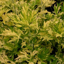 Artemisia vulgaris 'Oriental Limelight' Artemisia vulgaris 'Oriental Limelight'