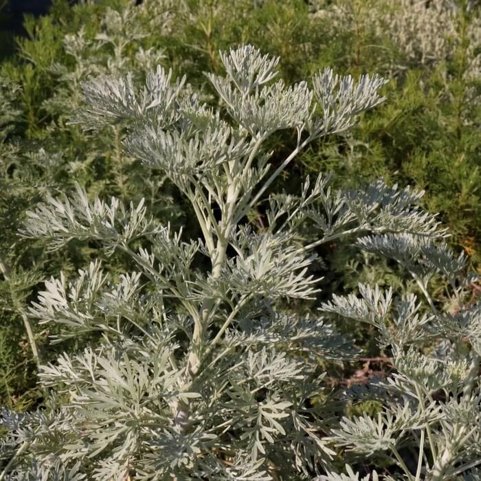 Artemisia arborescens 'Porquerolles'