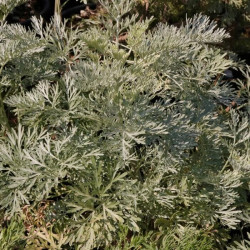 Artemisia arborescens 'Powis Castle' Artemisia arborescens 'Powis Castle'