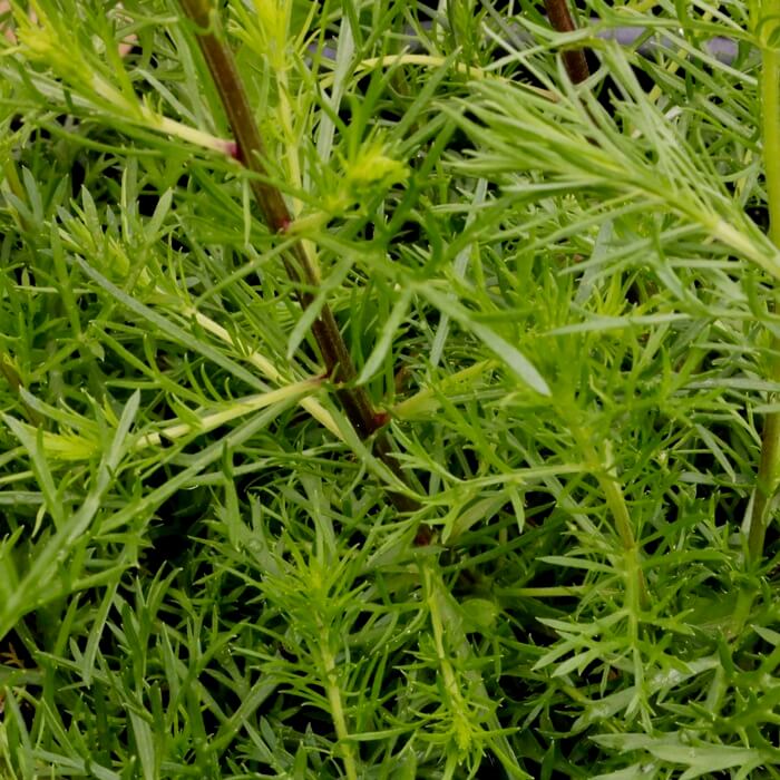 Artemisia parviflora 'South West'