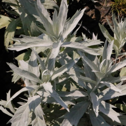 Artemisia ludoviciana 'Valerie Finnis' Artemisia ludoviciana 'Valerie Finnis'